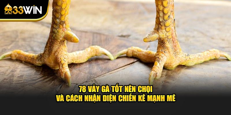 78 vảy gà tốt nên chọi