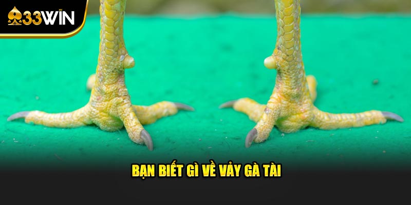 Bạn biết gì về vảy gà tài