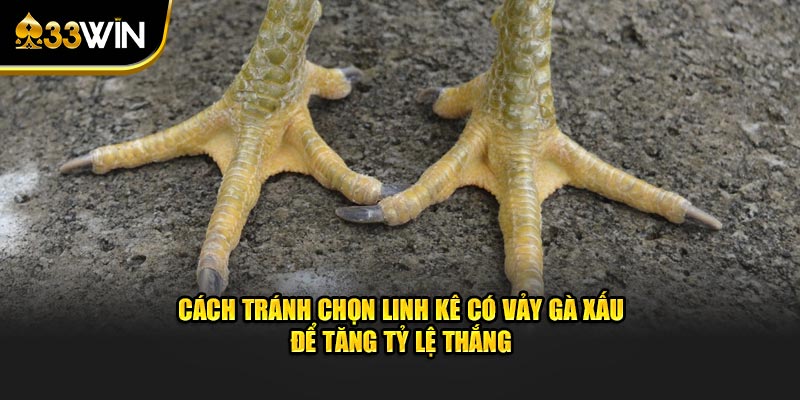 Cách tránh chọn linh kê có vảy gà xấu để tăng tỷ lệ thắng