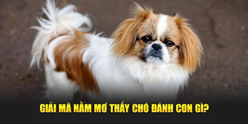 Câu trả lời cho giấc mơ thấy chó đánh con gì?