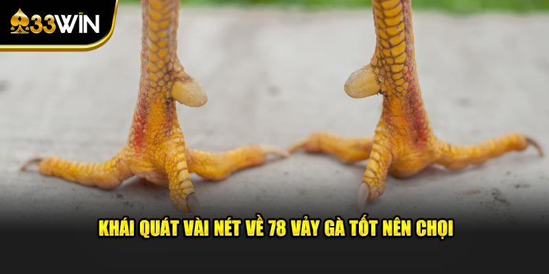 Khái quát vài nét về 78 vảy gà tốt nên chọi