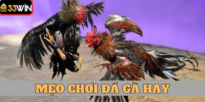 Mẹo chơi đá gà hay có tỷ lệ thắng cao 