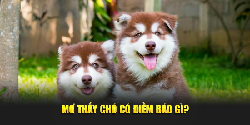 Mơ thấy chó có điềm báo gì?