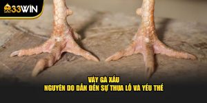 vảy gà xấu